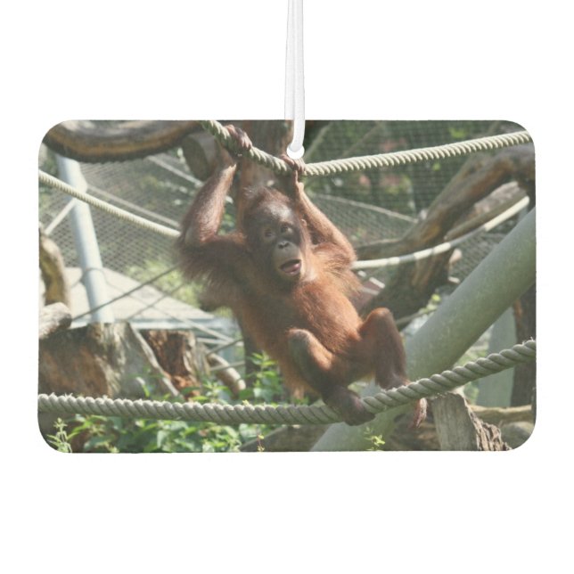 Ambientador Bebé Orangutan - Aguanta ahí. (Anverso)
