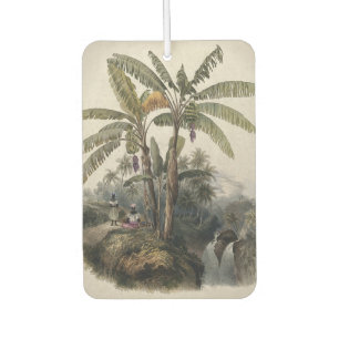 Ambientador Bosque Antiguo de Árboles de Plátano Tropical Bo