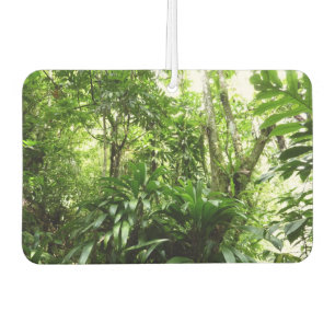 Ambientador Bosque lluvioso dominicano I Naturaleza tropical v