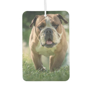 Ambientador Bulldog Car Air Freshener