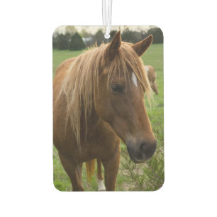 Ambientador Caballo hola