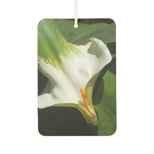 Ambientador Calla Lily, Zantedeschia (Anverso)