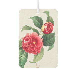 Ambientador Camelia Variegada, Pierre-Joseph Redouté, 1833