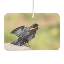 Canto de Red Wingbird