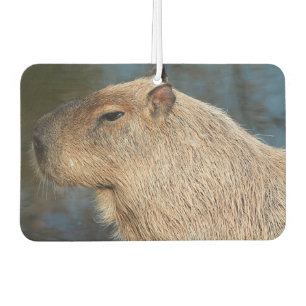 Ambientador Capibara