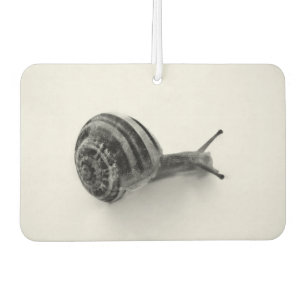 Ambientador Caracol