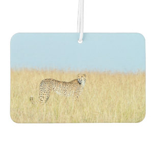 Ambientador Cheetah