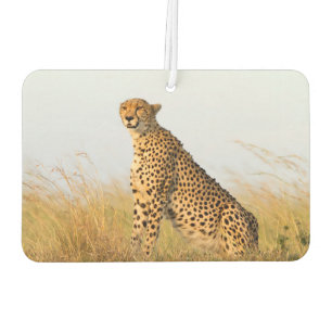 Ambientador Cheetah
