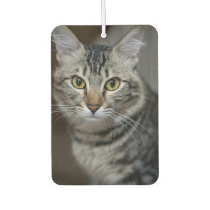 Ambientador Crea Tu Propia Foto Personalizada De Tu Gato Masco