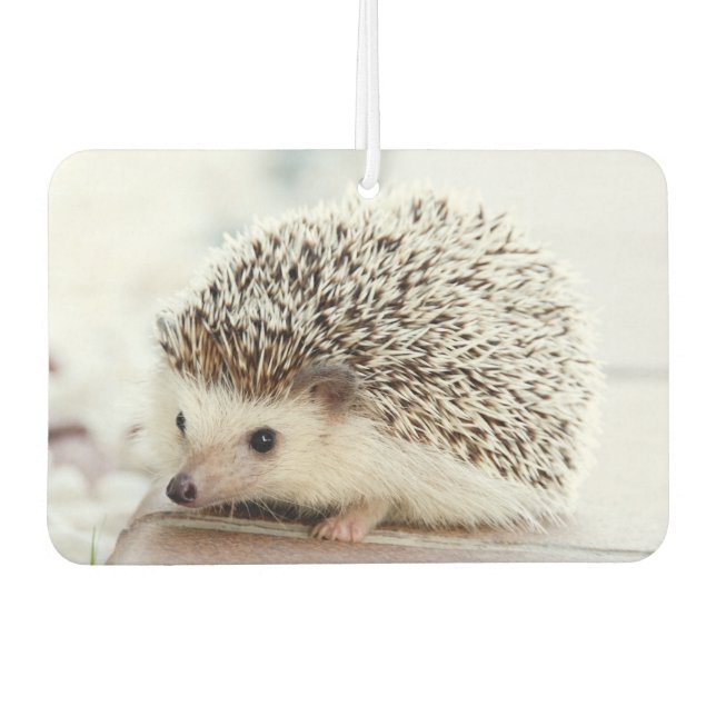 Ambientador Cute Baby Hedgehog Photo (Anverso)