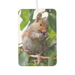 Ambientador Cute Cherry Picando la ardilla gris oriental