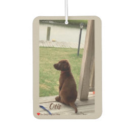 Ambientador Cute Dog Surveillance Backyard and Creek