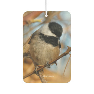 Ambientador Cute esperanzador Songbird de pollo con gorro negr