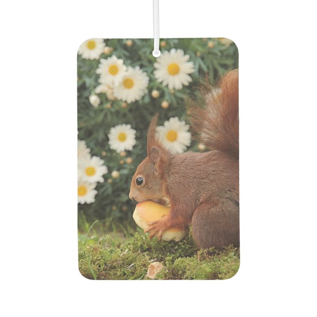 Ambientador Cute Red Squirrel and Daisies Photo (Anverso)