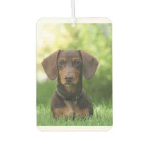 Ambientador Dachshund sentada en la hierba