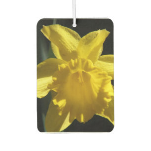 Ambientador Daffodil perfecto