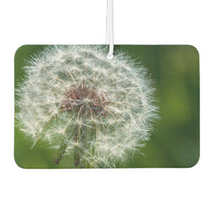 Ambientador Dandelion En La Luz