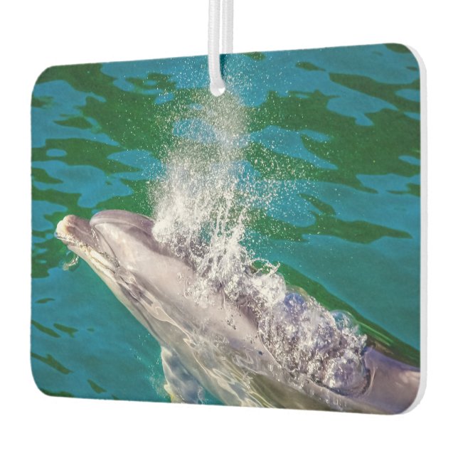 Ambientador Delfín En Milford Sound, Nueva Zelanda (Izquierda)