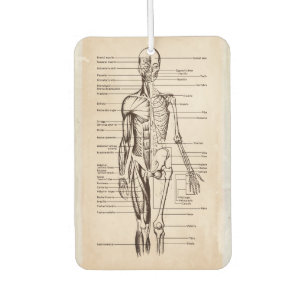 Ambientador Diagrama de Anatomía y Fisiología Humana