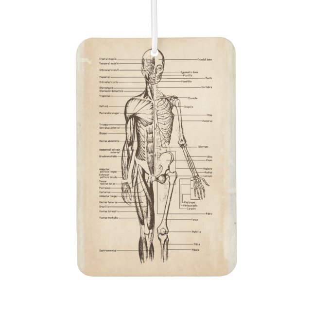 Ambientador Diagrama de Anatomía y Fisiología Humana (Anverso)