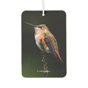 Ambientador El Adorable Hummingbird Rufous en una rama