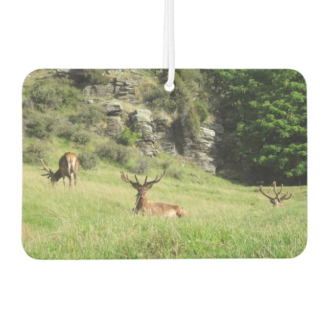 Ambientador Estadios de Nueva Zelanda (Anverso)