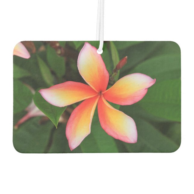 Ambientador Flor de Frangipani (Reverso)