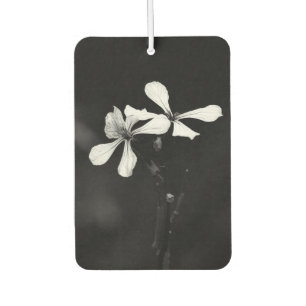 Ambientador floral en blanco y negro minimalista