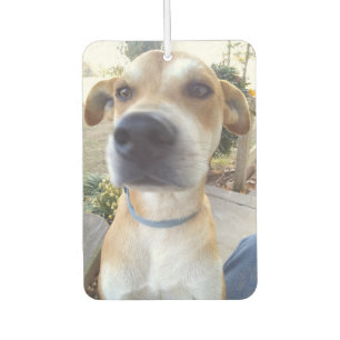 Ambientador Foto de perro Mascota personalizado