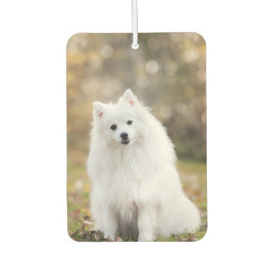 Ambientador Foto de perro personalizado