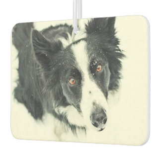 Ambientador Frontera Collie Car Air Freshener