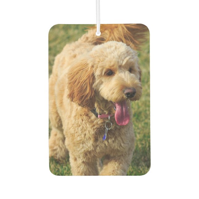 Ambientador Goldendoodle (Anverso)