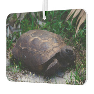Ambientador Gopher Tortoise