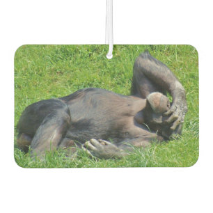 Ambientador Graciosa foto de Chimpanzee