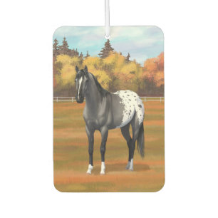 Ambientador Gray Grulla Appaloosa Quarter Stallion