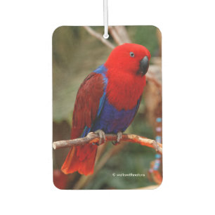Ambientador Hermoso "Lady in Red" Eclectus Parrot