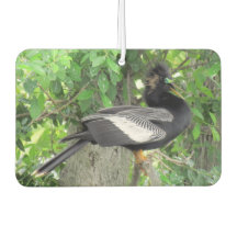 Hombres (frontal) y hembras (atrás) Anhinga