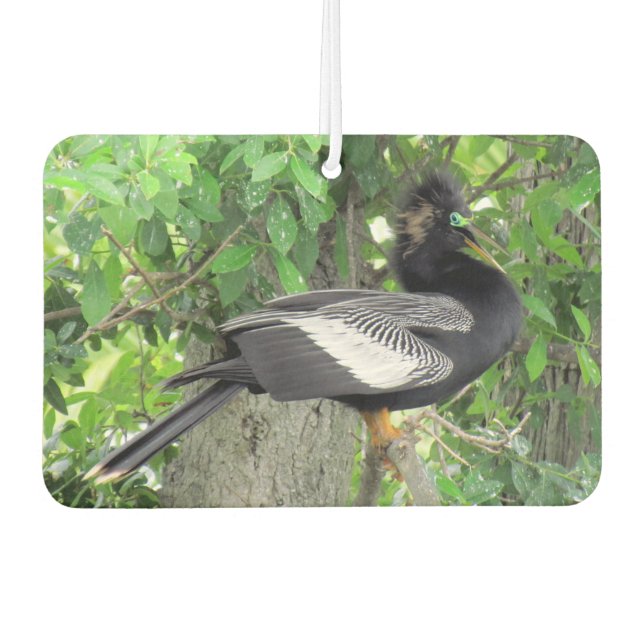 Ambientador Hombres (frontal) y hembras (atrás) Anhinga (Anverso)