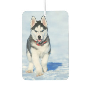 Ambientador Husky Siberian