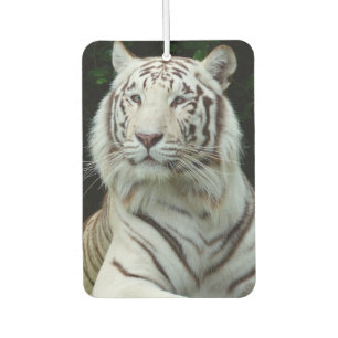 Ambientador Impresionante tigre blanco
