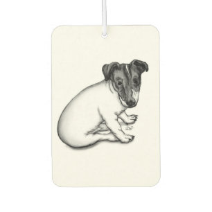 Ambientador Jack Russell cachorro de 10 semanas de edad