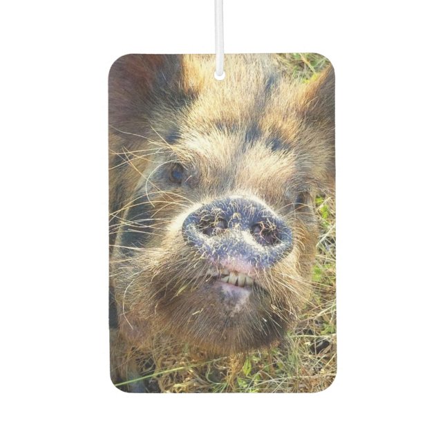 Ambientador KuneKune Pig (Anverso)
