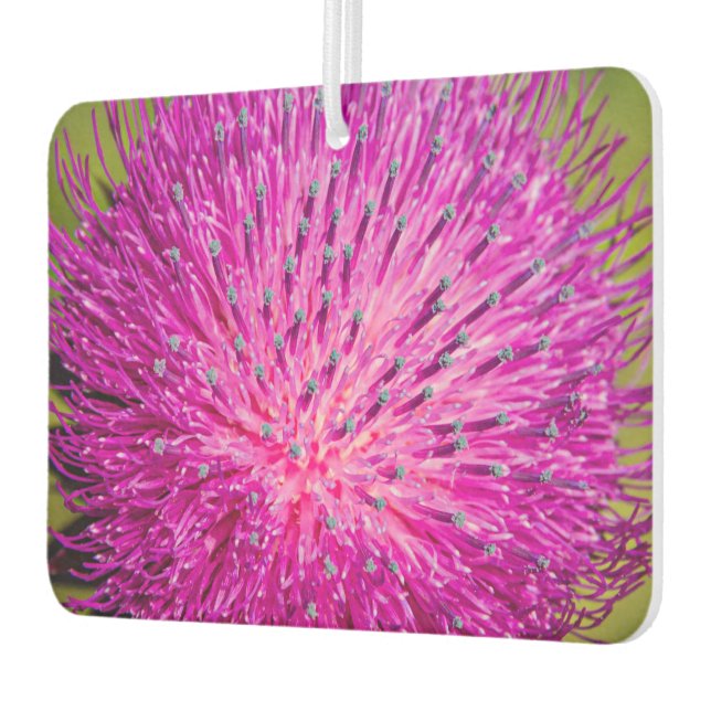 Ambientador Leche con el cardo cerrado (Izquierda)