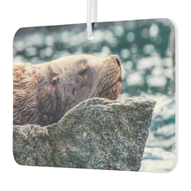 Ambientador León Marítimo En La Bahía De Resurrección, Alaska (Izquierda)