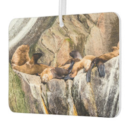 Ambientador Leones Marinos Sobre Las Rocas