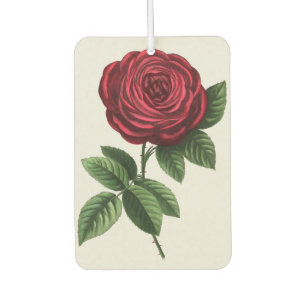 Ambientador Litografía de rosa antigua, François-Frédéric Grob