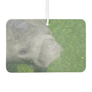 Ambientador Manatee Smiles