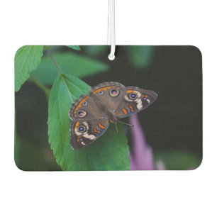 Ambientador Mariposa localizada
