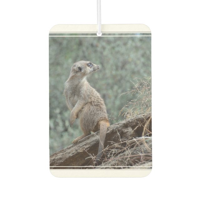 Ambientador Meerkat con cautela (Anverso)