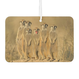 Ambientador Meerkat Family